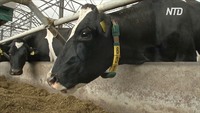 На британской ферме коров «подключили» к сети 5G