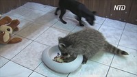 Друзья навек: енот и щенок стали одной семьёй в иркутском зоопарке