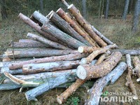Гадяцькі поліцейські встановили осіб, які займалися вирубкою дерев  