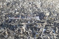 В кукурудзяному полі на Тернопільщині виявили муміфіковане тіло невідомого