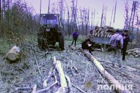 В Олевському районі затримано нелегального лісоруба