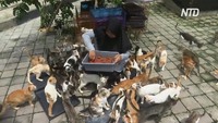 Индонезийские супруги приютили 250 больных и истощавших кошек
