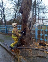 Бородянський район: ліквідовано загорання дерева