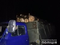 У Гадяцькому районі поліцейські охорони затримали водія, який перевозив деревину без  документів