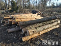 Поліцейські розшукали на Волині викрадену деревину в Зарічненському районі