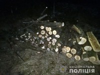 На Диканщині поліція викрила місцевого жителя у незаконній порубці дерев дубу