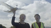 Летающего робота-голубя тестируют в США