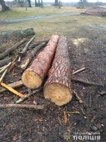 На Жовківщині поліцейські виявили ще один факт незаконної порубки дерев