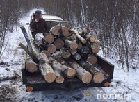 В лісосмузі Запорізької області поліцейські виявили факт незаконної порубки лісу