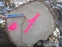 Демидівські поліцейські оперативно розшукали викрадену деревину та зловмисника 