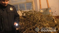 Поліцейські вилучили висушені «дерева» коноплі у мешканця Снігурівки