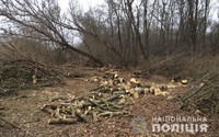 Поліцейські Полтавщини викрили факт незаконної порубки деревини на території  Карлівського району