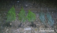 На Полтавщині поліцейські відшукали та повернули хвойні дерева викрадені з території школи 