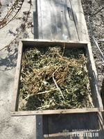 У жителя Софіївського району поліцейські вилучили сушені рослини коноплі