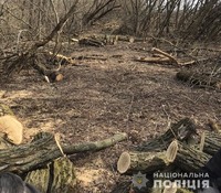 На Дніпропетровщині поліцейські встановили організатора групи, яка займалася масштабною вирубкою лісу