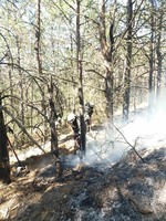 Роздільнянський район: рятувальники ліквідували загорання хвойного лісу