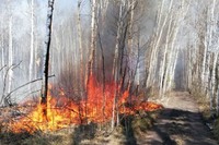 Чернігівська область: упродовж доби вогнеборці ліквідували 40 пожеж в природних екосистемах