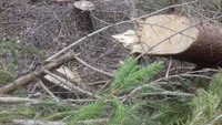 На Закарпатті прикордонники виявили незаконну вирубку лісу  