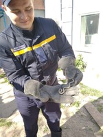 Широківський район: рятувальники дістали змію з подвір’я приватного домоволодіння