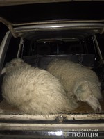 Ізмаїльські поліцейські викрили двох місцевих жителів у крадіжці овець