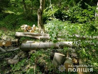 На Прикарпатті поліцейські викрили та задокументували незаконні вирубки лісів