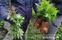 Поліція Полтавщини вилучила 120 рослин коноплі та понад півкілограма канабісу у жителя Гадяцького району