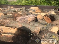 У Павлоградському районі поліцейські виявили незаконну вирубку лісу