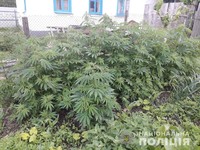 В Чигирині правоохоронці виявили у місцевої жительки посів нарковмісних рослин