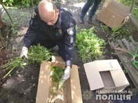 Правоохоронці виявили у жителя Чорнобаївського району посів нарковмісних рослин