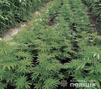 На присадибній ділянці жительки області поліцейські виявили посів нарковмісних рослин