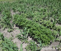 На  Кіровоградщині поліцейські виявили майже півтори тисячі рослин конопель у домоволодінні місцевого жителя