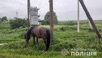 За крадіжку коней в односельців житель Демидівщини нестиме кримінальну відповідальність
