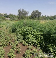 У двох районах Київщини поліція ліквідувала незаконні посіви наркозілля