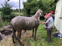 Бродівський район: рятувальники витягнули коня із стічної ями 