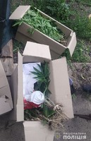 На Харківщині працівники поліції протягом одного дня вилучили 167 кущів наркомістких рослин