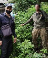 На Воловеччині поліцейські вилучили понад сотню рослин коноплі