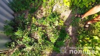 В Андрушівському районі поліцейські вилучили з обійстя пів сотні рослин коноплі