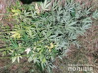На Полтавщині поліцейські виявили рослини конопель у жителя Кобеляцького району