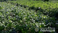 Поліцейські Лисянщини виявили посів рослин маку та конопель який було приховано поміж інших рослинних культур