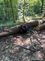 Поліцейські викрили осіб у незаконній порубці дерев на Харківщині