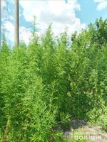 На Харківщині поліцейські викрили чоловіка, який вирощував нарковмісні рослини