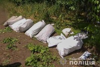У Великобагачанському районі дільничні офіцери вилучили понад 1900 рослин снодійного маку