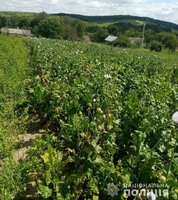 У Млинівському районі дільничні виявили рекордний посів маку — майже три тисячі рослин