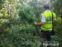 У Дергачівському районі поліцейські вилучили близько 150 кущів конопель