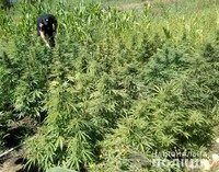 Поліцейські викрили жительку області у вирощуванні нарковмісних рослин