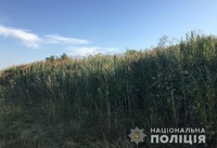 На Кіровоградщині поліцейські ліквідували посів більше тисячі рослин конопель