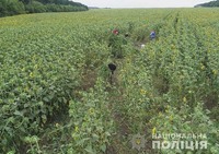 На Кіровоградщині поліцейські ліквідували один із найбільших за останні роки посівів рослин конопель – більше 35 тисяч