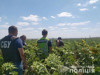 На 29 мільйонів гривень за цінами «чорного ринку» кущів коноплі правоохоронці вилучили на Миколаївщині