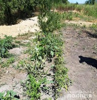 На присадибній ділянці  жителя Чечельницького району поліцейські виявили посів конопель