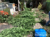 У Верхньодніпровському району поліцейські виявили посів конопель